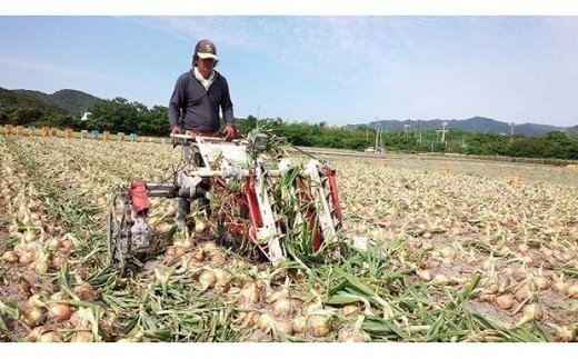 フルーツ玉ねぎ３kg　淡路島フルーツ玉ねぎ3kg・テレビや雑誌で多数紹介