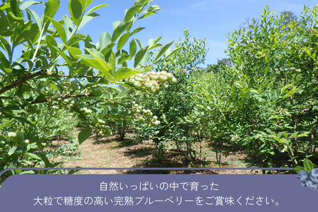 【先行予約】有機ブルーベリー 100g×4パック（島根県浜田市産） 【208_0001】