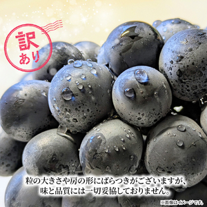 訳あり ピオーネ 1房 450g 以上 数量限定 種なし 