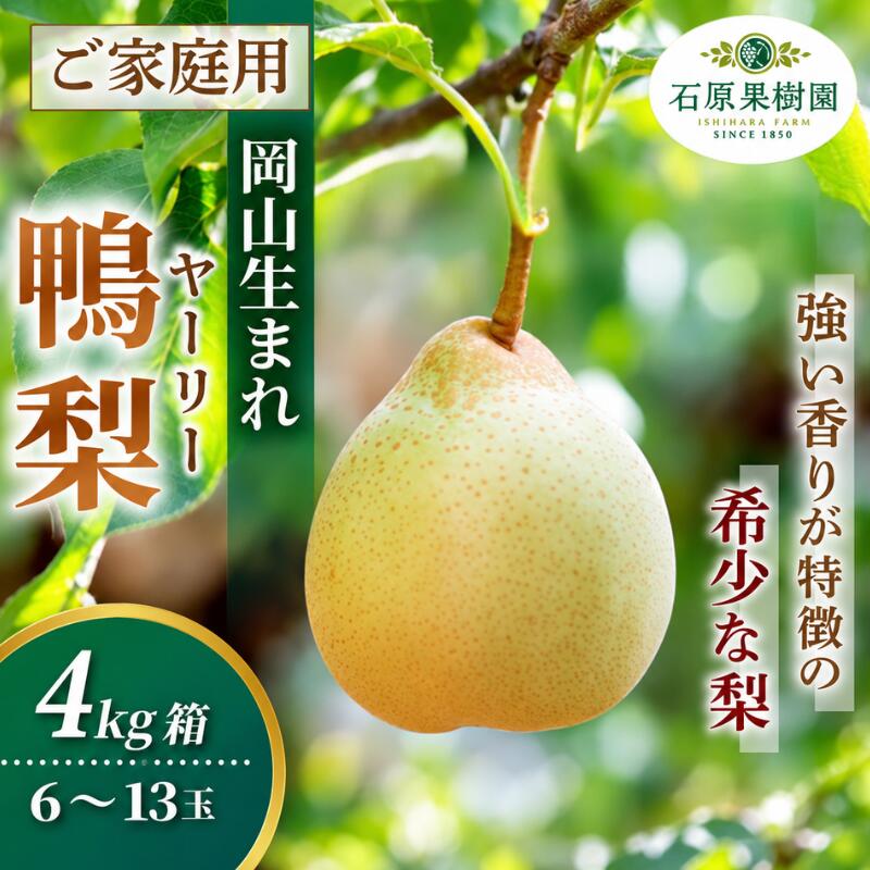 【ふるさと納税】 梨 家庭用 ヤーリー梨 4kg箱 青秀 6～13玉 岡山県産 | ご家庭用 ご自宅用 果物 くだもの フルーツ 和梨 石原果樹園 岡山県 真庭市