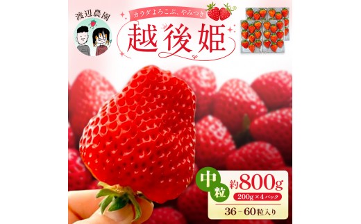 【先行予約 | 2027年5月下旬より出荷開始】いちご 中粒 カラダよろこぶ 越後姫 約200g×4パック (36～60粒入り) イチゴ 苺 定植後化学農薬不使用 渡辺農園 上越市 新潟県 