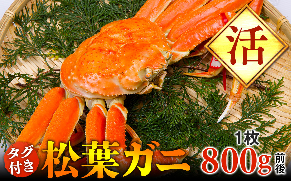 【活】タグ付き 松葉ガニ 大1枚（800g前後） 蟹【着日指定不可】※2025年11月上旬～2026年3月下旬頃に順次発送予定