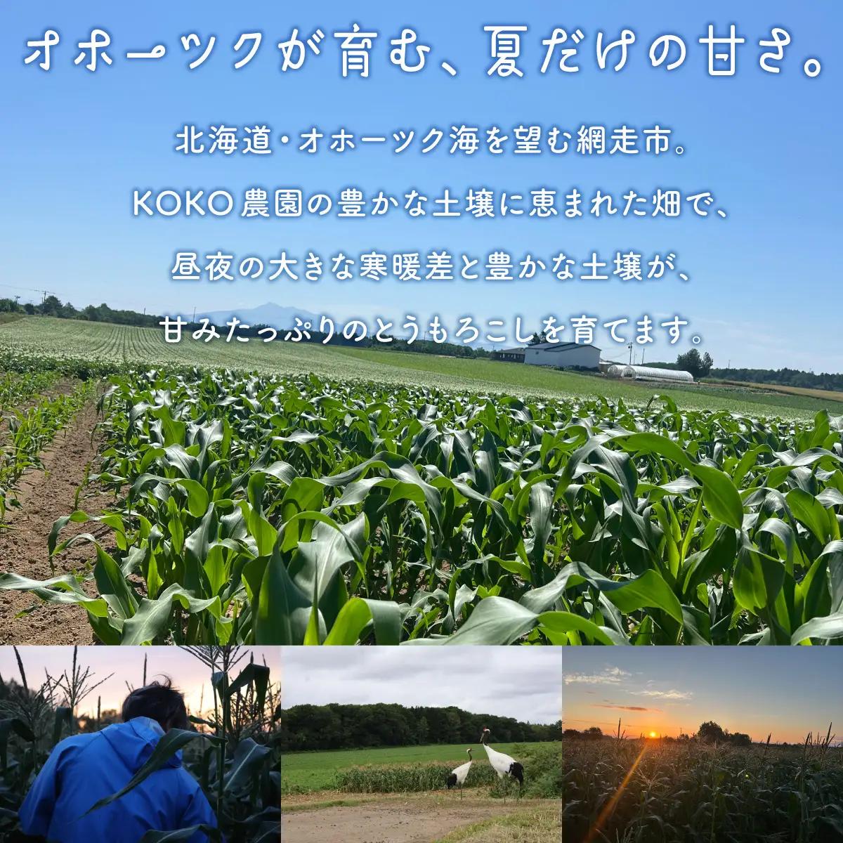 【先行予約】とうもろこし ゴールドラッシュ（2026年8月上旬頃より順次発送） ABCA001