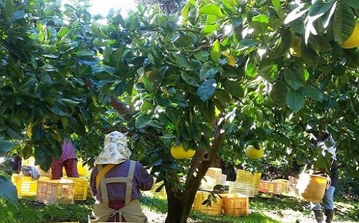 土佐文旦 10kg 4Lサイズ（ご 家庭用 ） 植田農園 ［1536］