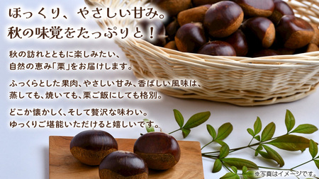栗 10kg 【2026年9月上旬発送開始】(茨城県共通返礼品：大子町)