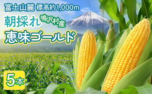とうもろこし　恵味ゴールド　5本 NSAK001 | ふるさと納税 とうもろこし トウモロコシ ジューシー 朝採りコーン 野菜 山梨県 鳴沢村 送料無料 |