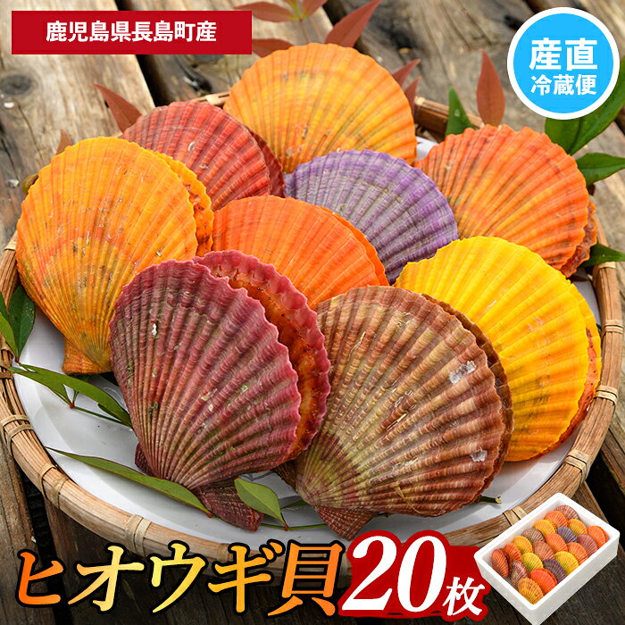 【ふるさと納税】＜先行受付＞長島特産！ヒオウギ貝(20個) 国産 九州産 鹿児島 長島町 海鮮 魚介 貝 緋扇貝【口之福浦ヒオウギ貝出荷グループ】kuchi-7189