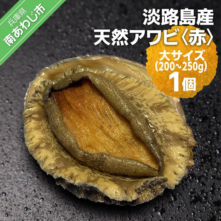 【ふるさと納税】 ふるさと納税 bbq 【花光】淡路島産天然アワビ（赤）大サイズ1個