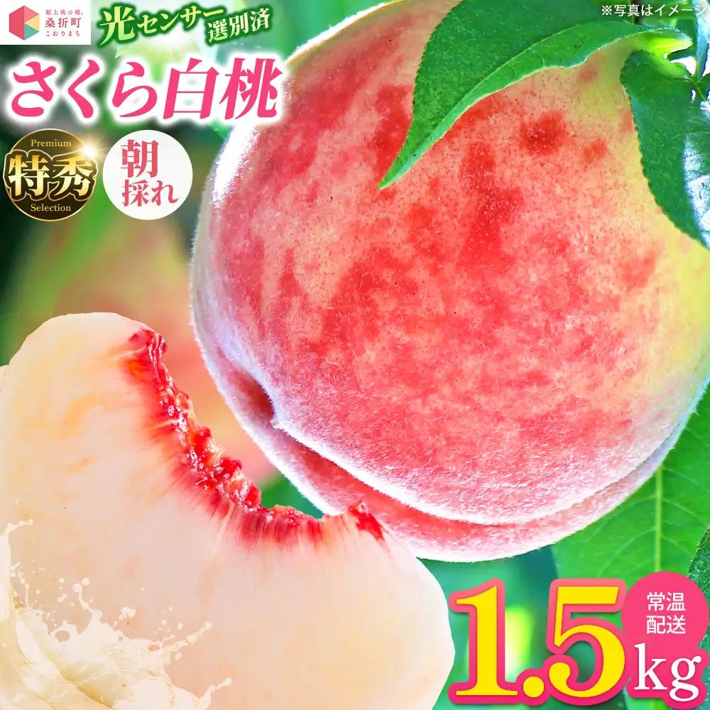 もも【さくら白桃・2027年産先行予約】特秀1.5kg　桑折町産　JAふくしま未来　桃 ／ もも モモ 果物 白桃 さくら白桃 桃 フルーツ 旬の果物 特秀品 高品質 果汁たっぷり やわらかい 甘い果物 夏ギフト お取り寄せフルーツ 家庭用 贈答用 季節限定 新鮮フルーツ 福島県 特産品 献上桃の郷 【07301-0168】