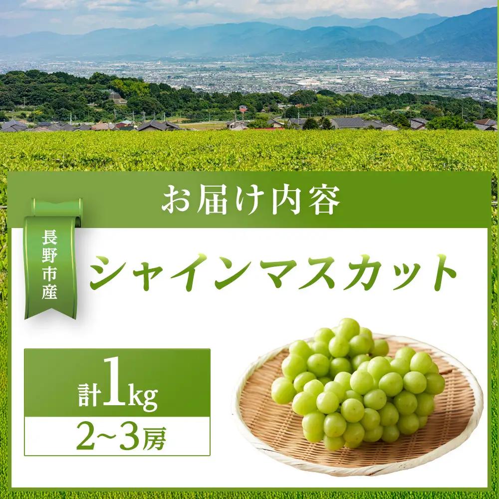 金オ岡村青果株式会社 長野市産 シャインマスカット1kg【2026年9月以降出荷分】フルーツ ぶどう 葡萄 果物 人気 種なし 数量限定 令和8年 産地 長野 | シャインマスカット