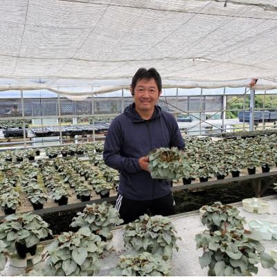 ふるさと納税 北茨城市 【長谷川園芸オリジナル品種】北茨城産 シクラメンプラチナリーフ 5寸 ワインレッド※11〜12月出荷 |  | 02