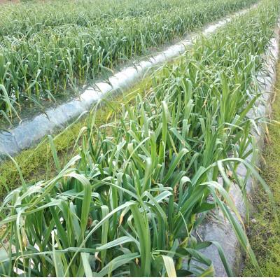 ふるさと納税 さぬき市 熟成　割り黒にんにく　約300g |  | 01