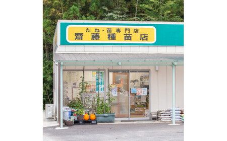 季節のおすすめ野菜おまかせ詰め合わせ3ヵ月定期便 8種～12種類【16103】