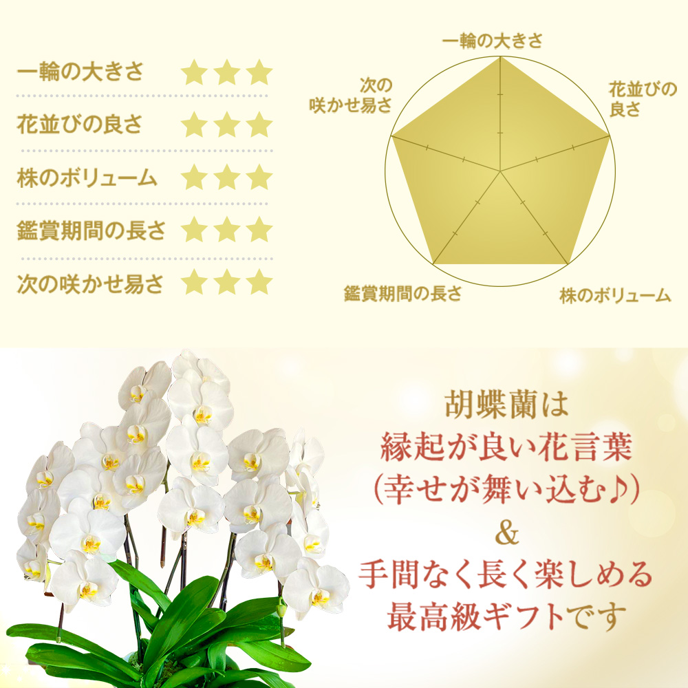 【森水木のラン屋さん】大輪胡蝶蘭 3本立ち