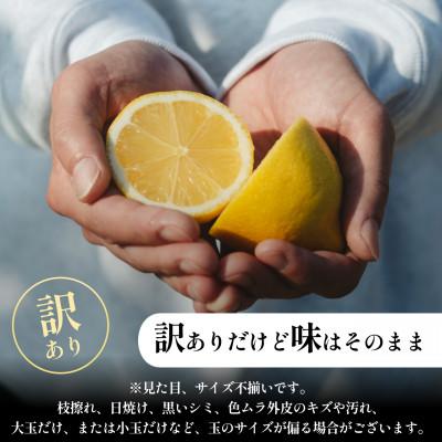 ふるさと納税 八幡浜市 【皮まで食べられる】五代目が厳選!訳ありレモン 10kg 防腐剤・ワックス不使用【F70-23】 |  | 01