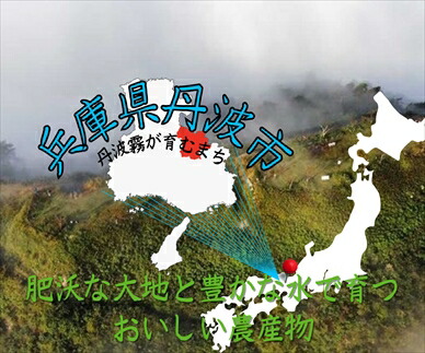 丹波産黒豆茶5箱セット ほうじ茶2箱 ルイボスティー3箱 黒大豆茶 健康茶 お茶 ノンカフェイン 黒豆 くろまめ 黒まめ茶 ブレンド茶 詰め合わせ お取り寄せ 兵庫県 丹波市