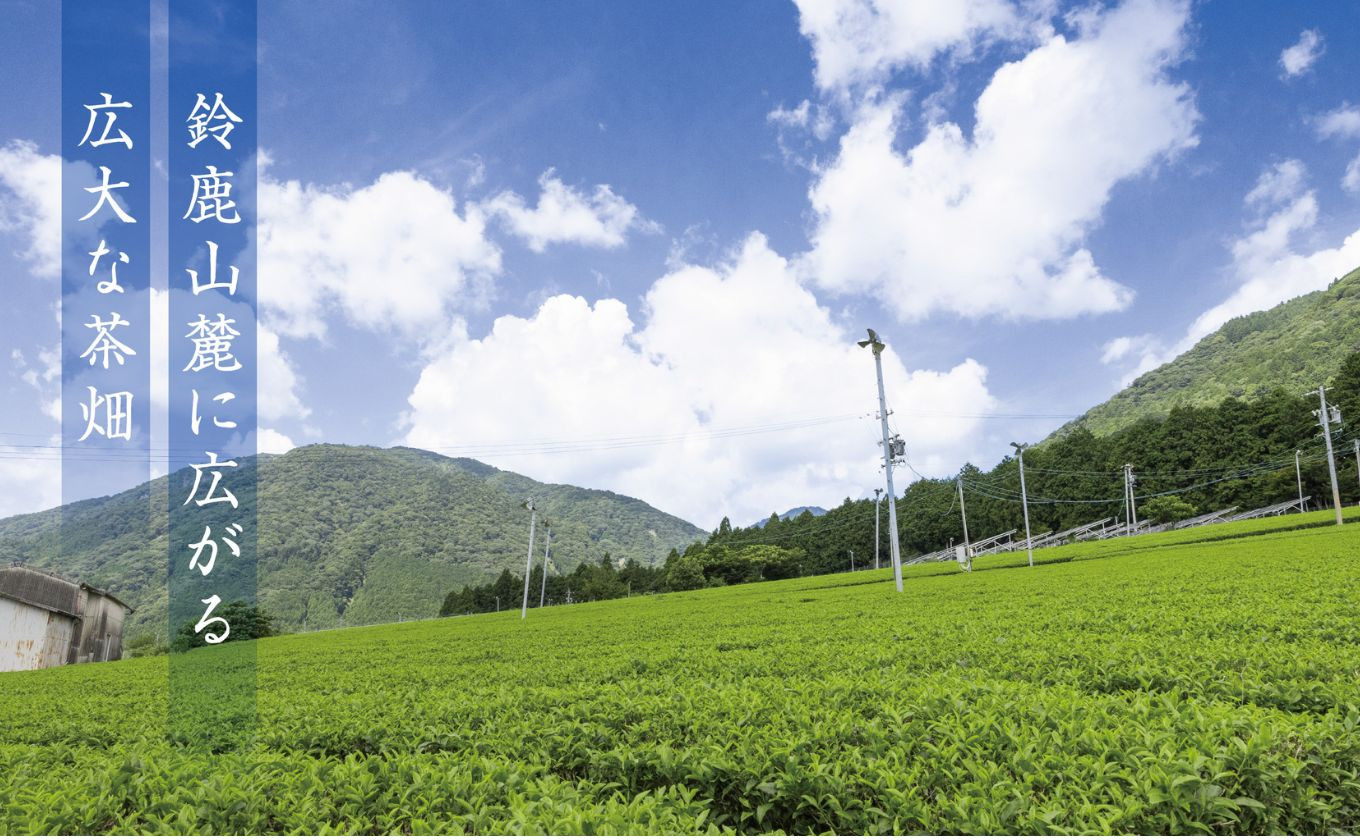 鈴鹿山麓に広がる広大な茶畑