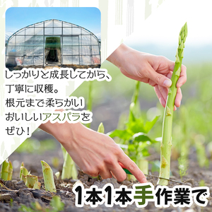 【先行予約/令和6年産】北海道岩見沢産　夏グリーンアスパラ　L～2Lサイズ 1kg【41104】