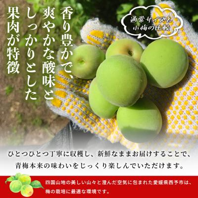 ふるさと納税 西予市 <愛媛県西予市産 青梅 約3kg> うめ ウメ あおうめ |  | 02