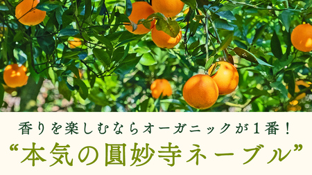 [1〜2月発送] オーガニック圓妙寺ネーブル 約4kg 国産 有機JAS認証 瀬戸内 広島 大崎上島 離島 有機栽培 柑橘 果物 オーガニック フルーツ ギフト 防腐剤不使用 ワックス不使用 無添加 