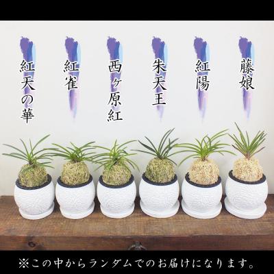 ふるさと納税 山口市 【日本の蘭】富貴蘭　風蘭　白丸陶器鉢 D055 |  | 01