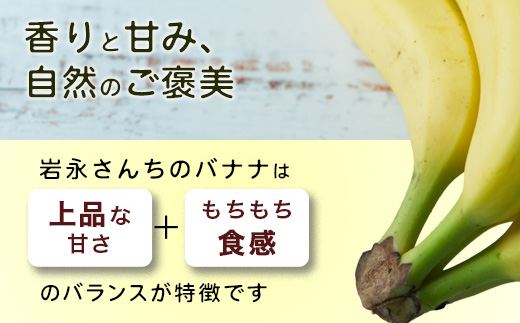 貴重！鹿島産バナナ 約1kg（5～8本）｜岩永さんちのバナナ 安心安全 栽培期間農薬不使用 上品な甘さ＆もちもち食感 生産者直送 おやつ 朝食 国産 果物 フルーツ ばなな 佐賀県 鹿島市 人気 B-
