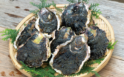 [A162］九十九島岩がき 牡蠣 冷蔵 かき カキ むき身 岩牡蠣 いわ牡蠣 貝 海鮮 魚介 魚介類 新鮮 カキフライ 牡蠣鍋 焼き牡蠣 アヒージョ 長崎県 佐世保市 p