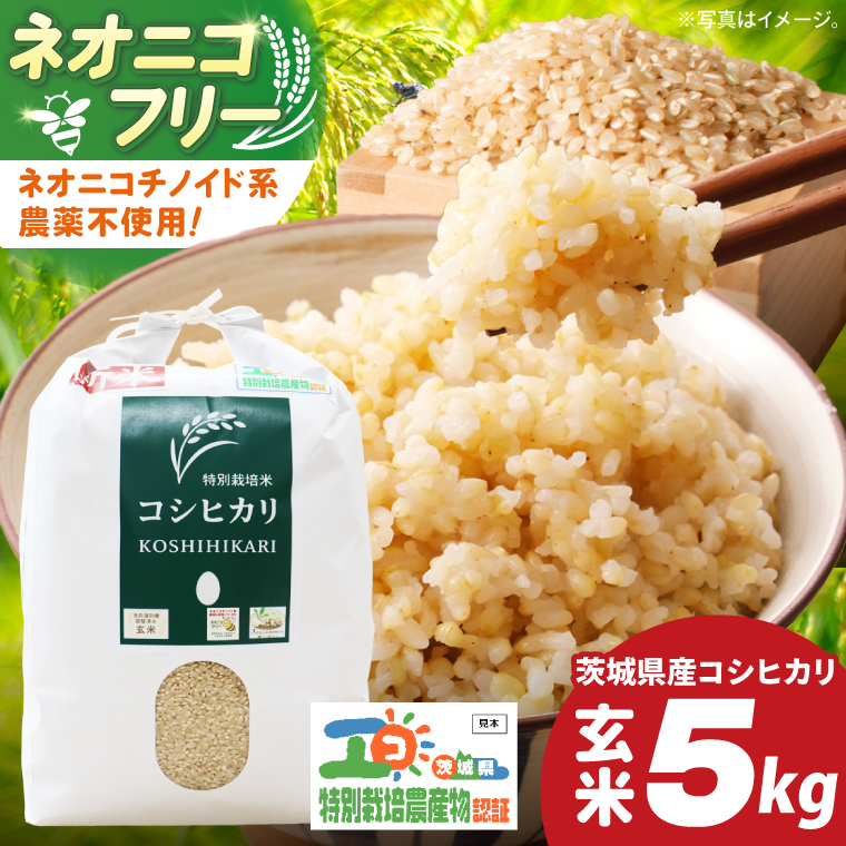 令和7年産 茨城県特別栽培米コシヒカリ ネオニコフリー玄米5kg｜米 おこめ こしひかり 農家直送 直送 茨城県 阿見町（04-30）
