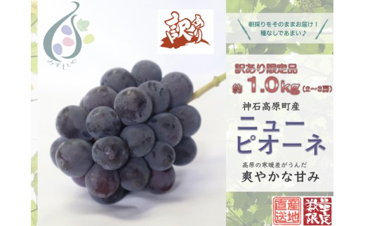 【令和8年発送分 / 先行予約】訳ありピオーネ　約1.0㎏　神石高原町産〈ご家庭用〉【みずもとや（田邉）】
