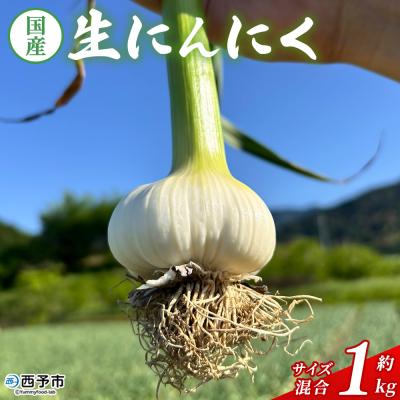 ふるさと納税 西予市 【先行予約】<生にんにく サイズ混合 約1kg> 国産 ニンニク 生 野菜