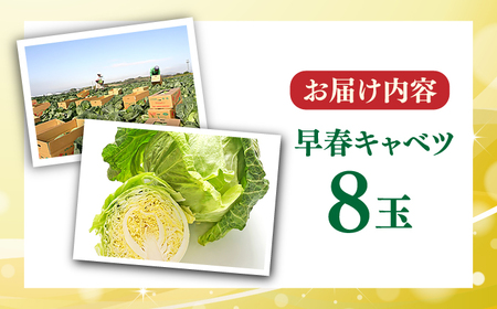 【先行予約】よこすか 早春キャベツ 8玉入り  キャベツ きゃべつ 早春キャベツ 早春きゃべつ 野菜 きゃべつ 野菜 【JAよこすか葉山】 [AKFO006] 7000円 7千円