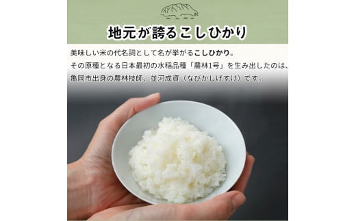 【9月より新米】【定期便】米 京都丹波米こしひかり5kg×8回 計40kg◇◆◇ 定期便 8回定期便 米 白米 5kg 8ヶ月 ※精米したてをお届け ｜ 米・食味鑑定士厳選 コシヒカリ 京都丹波産