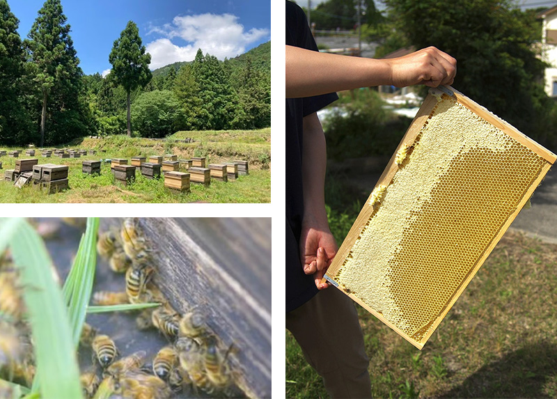 岐阜県上石津産・河本さんちのはちみつ(それぞれ異なる種類の百花はちみつ)500g×2本