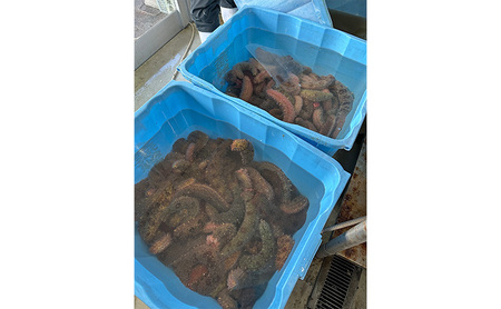 淡路島産活赤ナマコ1kg 兵庫県 洲本市 淡路島