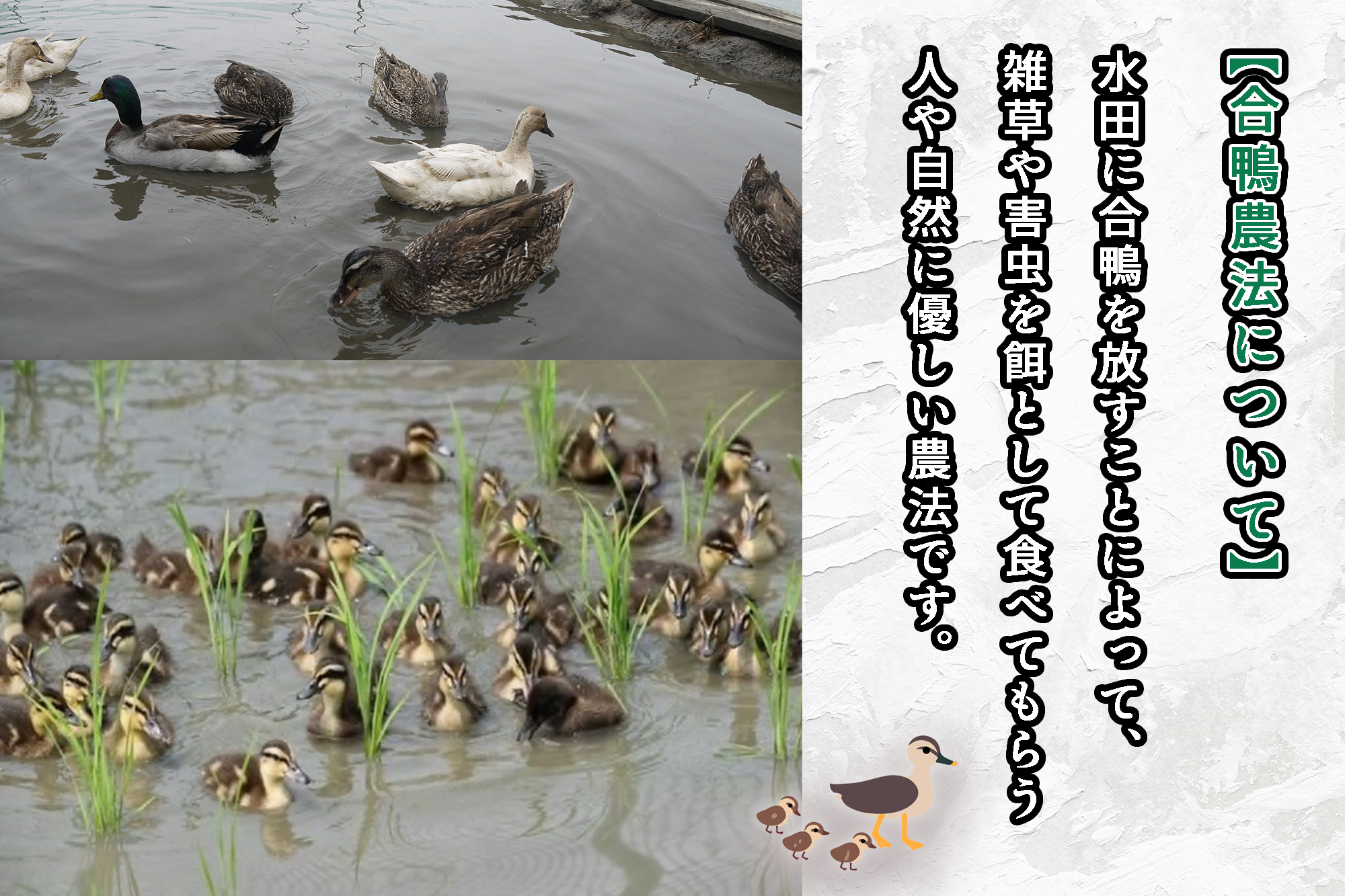 CB-008_合鴨農法のお米「ゆく鴨米」（ミルキークイーン）3ｋｇ～安心･安全なお米を行橋市からお届け