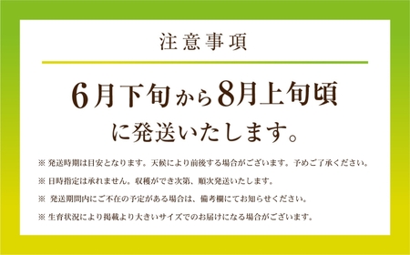 2027年《先行予約》マスクメロン5玉(8～9キロ)メロン T-farm