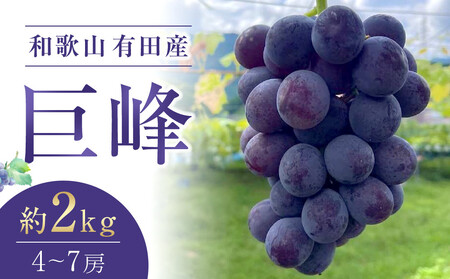 巨峰 約2kg 4〜7房 巨峰 ［2026年8月下旬以降発送］先行予約 和歌山 有田産