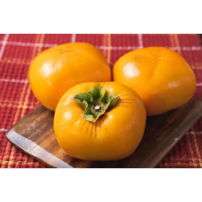 生渋柿たね無 あんぽ柿用T軸枝無約1.5～2kg　6～12玉＜2026年10月中旬～11月上旬ごろ順次発送＞【ART14】