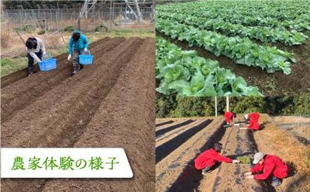 農家のおうちで旬の野菜！！収穫体験　１名 半日 ダンボール１箱お土産付き《豊前市》【田村農産】[VBE006] 野菜 野菜セット 旬の野菜 大量野菜 野菜 野菜セット 旬の野菜 大量野菜 野菜 野菜セ