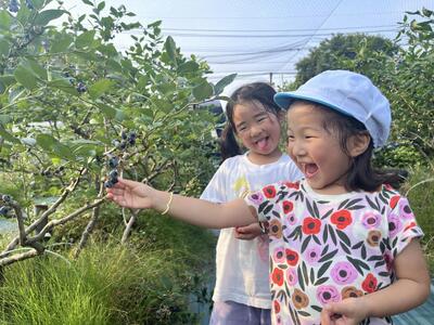 【数量限定】【2027年5月以降順次発送】お驚きの大きさ！大粒ブルーベリー(500g) 栽培期間中農薬不使用 有機栽培【えのさんのブルーベリー園】_HA1356