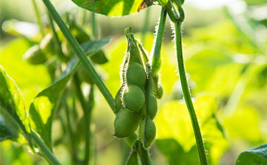 《2025年 先行予約》山形県中山町産 朝採り枝豆 湯上がり娘(250g×4) 山形県産 おつまみ 朝どれ 新鮮 F4A-0306