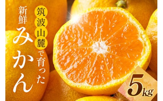 【2026年先行予約】筑波山麓で育った新鮮ミカン5kg みかん ミカン フルーツ 果物 くだもの 茨城県 石岡市 A42-001