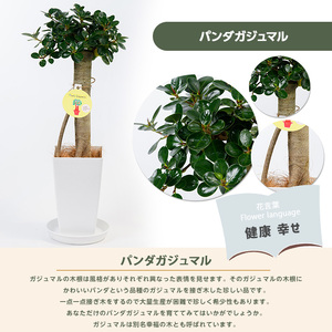 【観葉植物】パンダガジュマル55cm～65cm 前園植物園 IB002-002 観葉植物 観葉植物 ※北海道・沖縄・離島配送不可