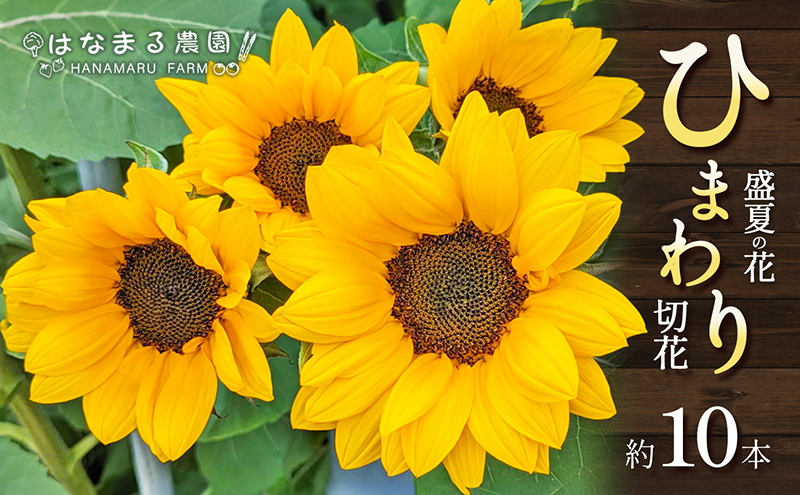
            [№4631-2589]盛夏の花「ひまわり」切り花　10本
          