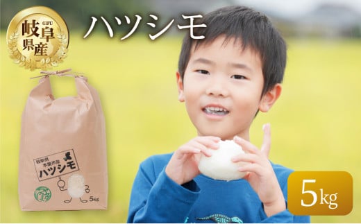 【令和7年産】 ハツシモ 5kg 米 こめ ごはん 白米 岐阜県産 本巣市 お米 精米 おにぎり 弁当 さっぱり 旨味 甘い 和食 寿司 岐阜県産 ヤマダライス 2025年11月～発送