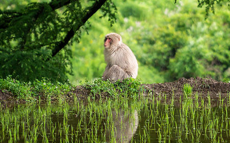先行予約 新米 精米 10kg 5kg×2 令和6年産 2024年産 棚田米 雪きらり 尾花沢市中刈産 山形産 令和6年10月下旬一斉発送 ng-yksxx10