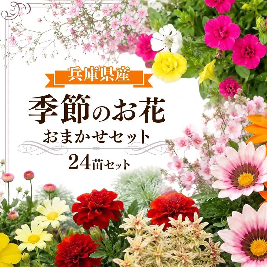 季節の花苗24苗セット珍しい宿根と季節の花苗 | 季節 お花 フラワー ガーデニング 苗 兵庫県 上郡町