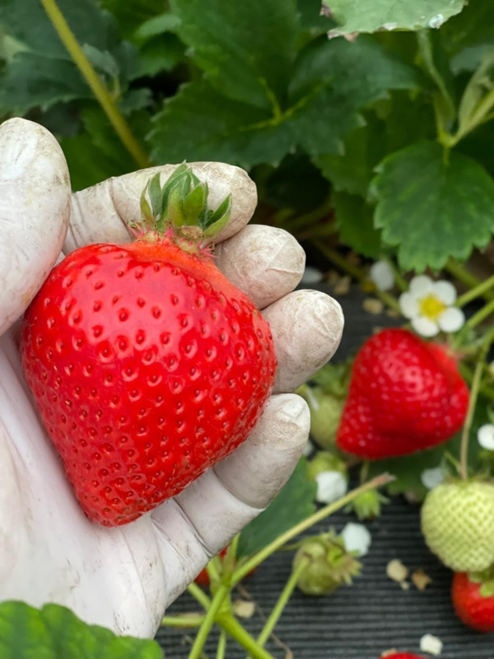 
                  羽衣農園の完熟あまおうDX等級420g　９～15粒
                