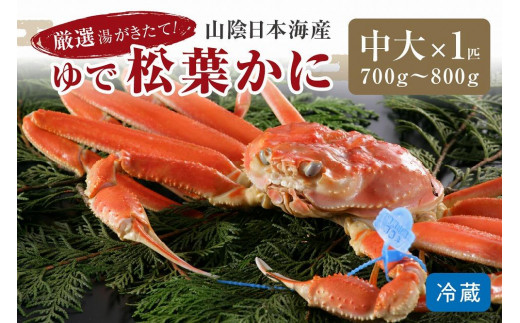 かに卸問屋がお届け・自社釜ゆで！山陰沖ゆで松葉がに 700ｇ～800ｇ 中大サイズ（11月発送）／北畿水産　松葉ガニ 松葉蟹 松葉がに 松葉かに ズワイガニ ボイル カニ 姿 ゆでかに　HK00309