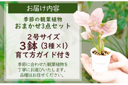 【お部屋にちょうどいい】観葉植物お試し3点セット｜専門店が選ぶ“はじめてのグリーン”【京都・京丹後】